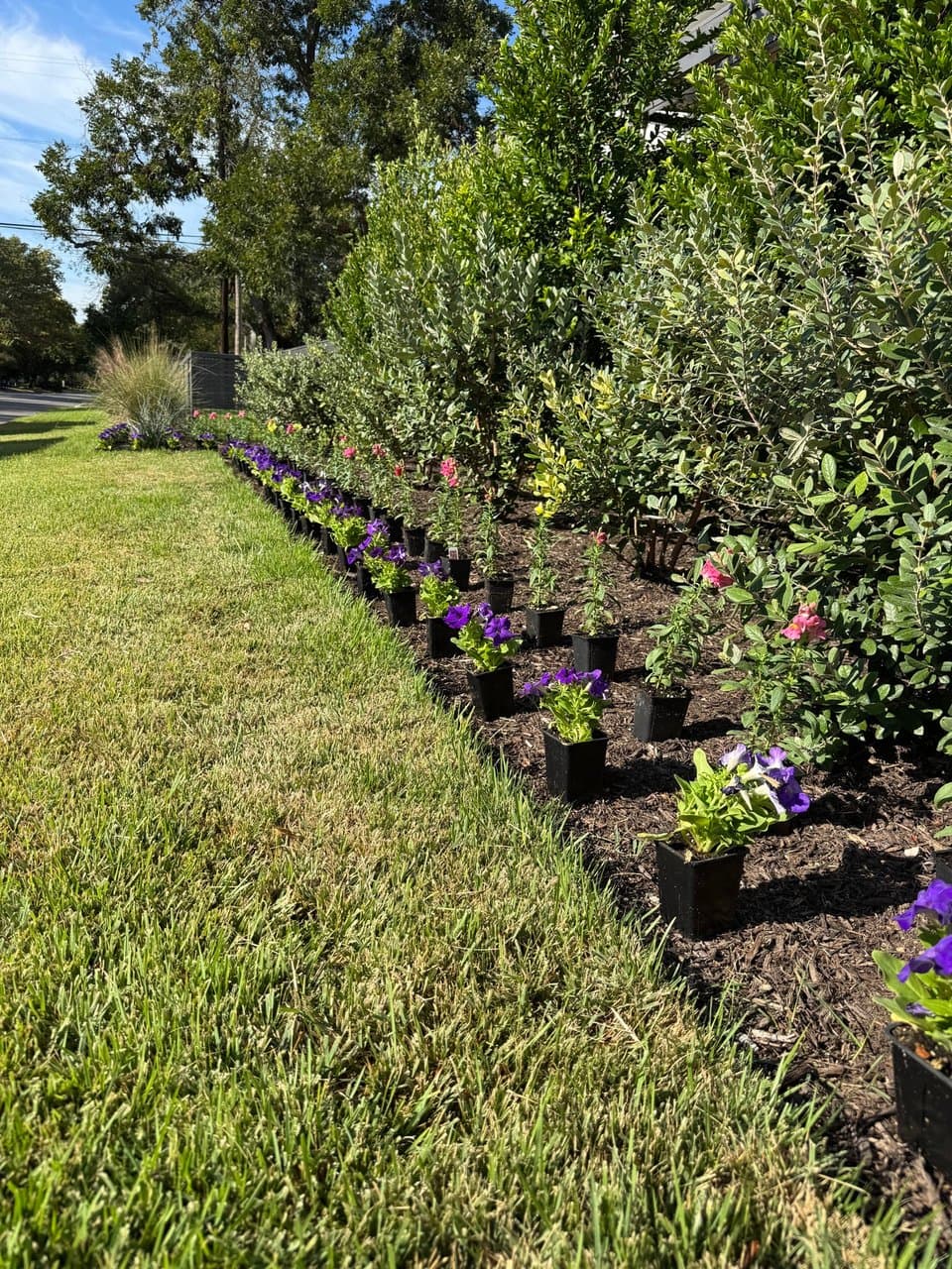 Property & Pest Management project in Steiner Ranch