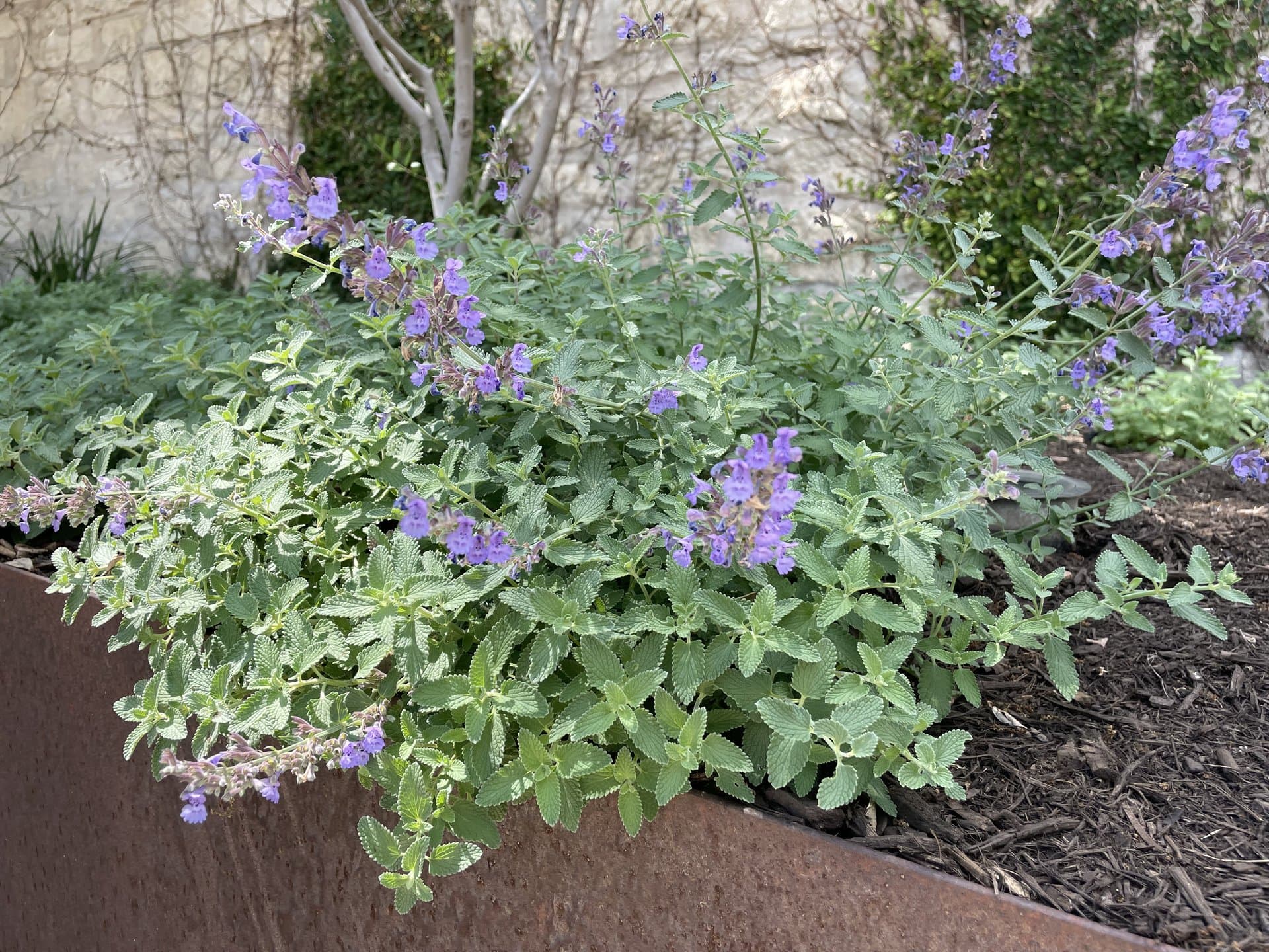 Softscaping & Planting in Steiner Ranch