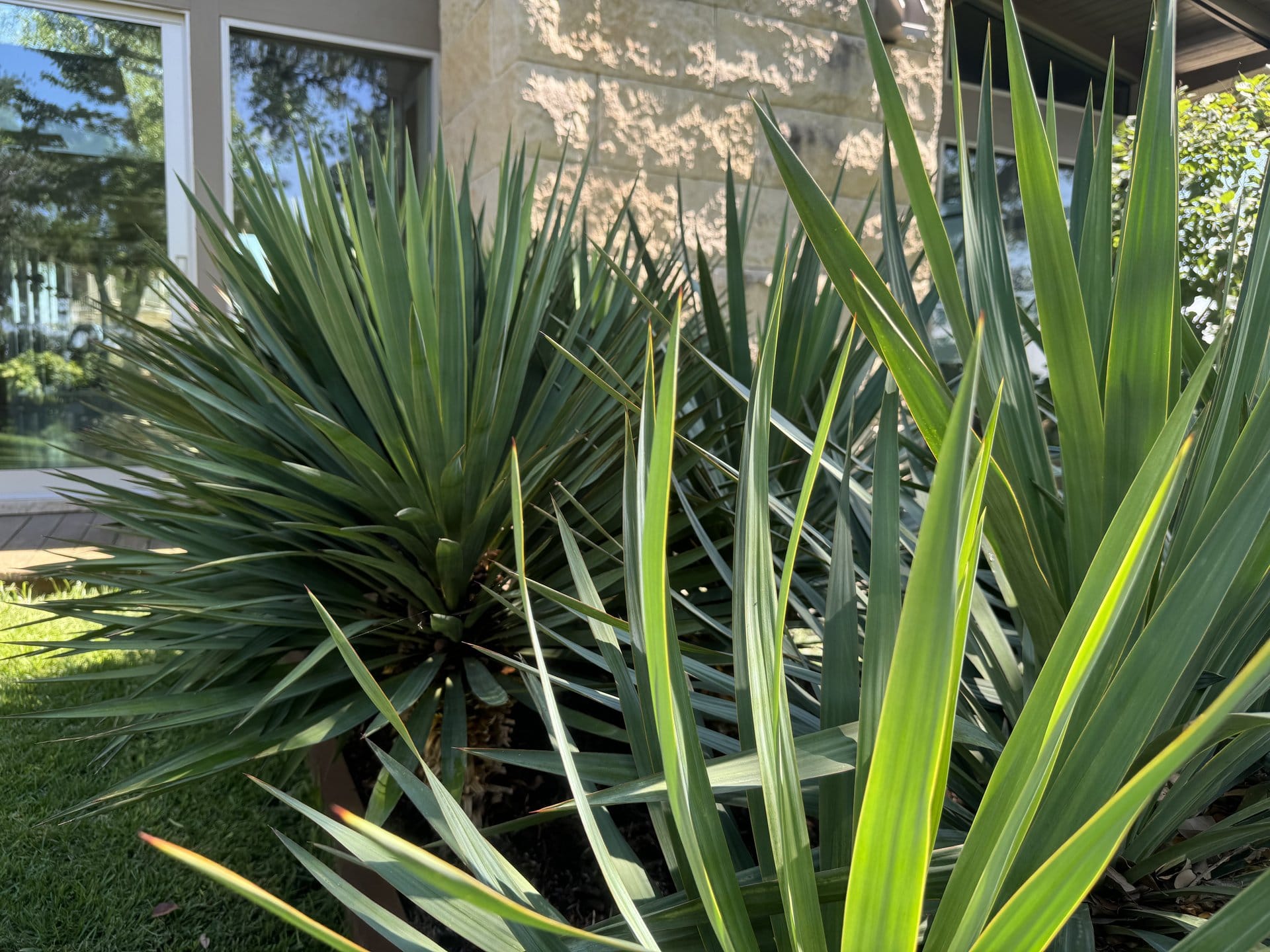 Softscaping & Planting project in Steiner Ranch, Texas