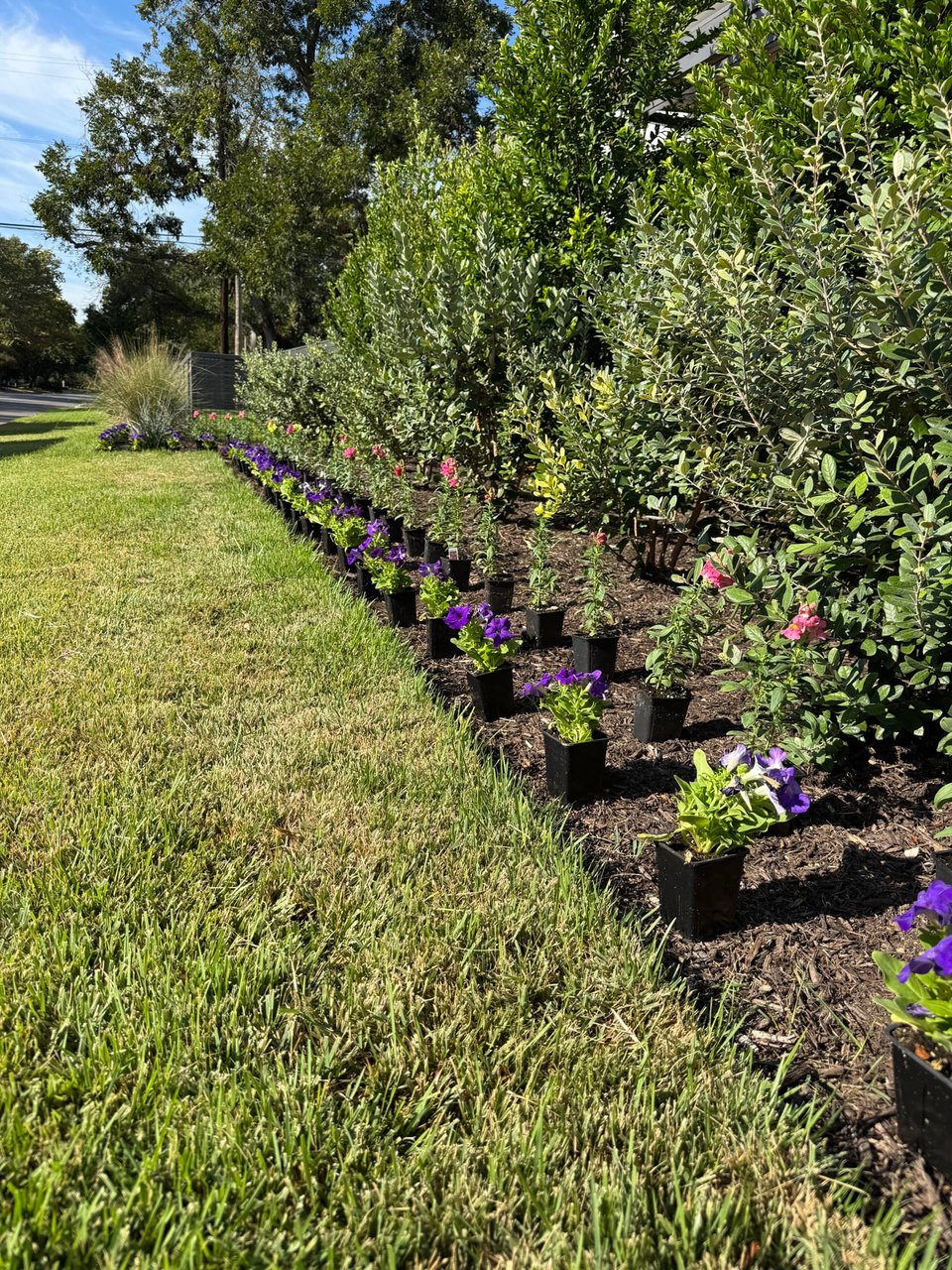 Healthy irrigated landscape in Central Texas by Outdoor Renovations